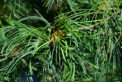 Pinus strobus 'Contorta' - borovice hedvábná, vejmutovka - jehlice
